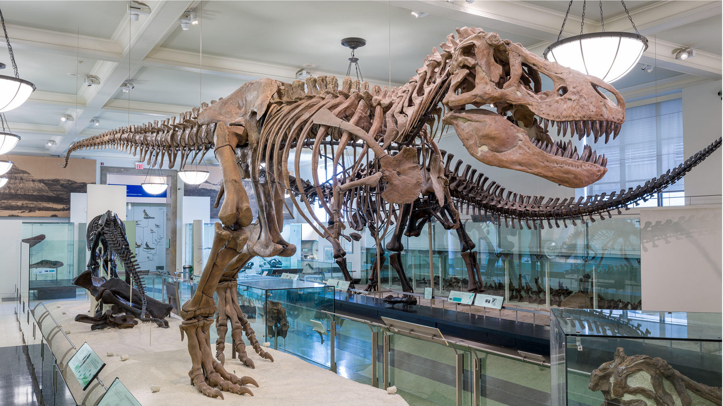 Parshat Bereishit: Briat HaOlam and Dinosaurs